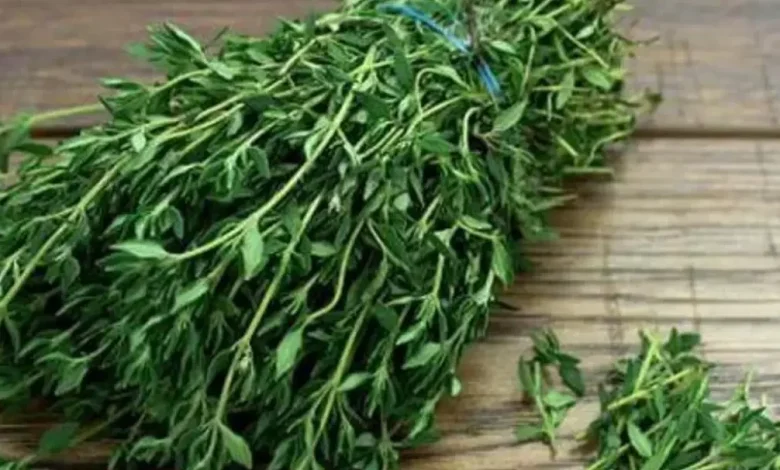 الزعتر البري