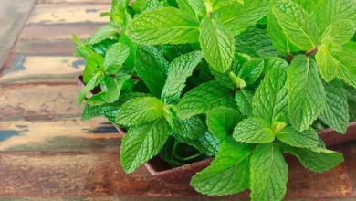 فوائد النعناع تساعد الجسم بالكامل والوقاية من سرطان البروستاتا