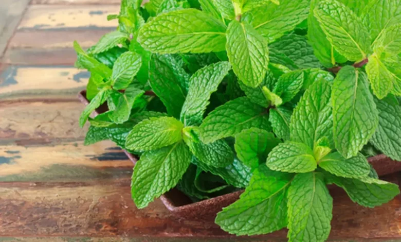 فوائد النعناع تساعد الجسم بالكامل والوقاية من سرطان البروستاتا