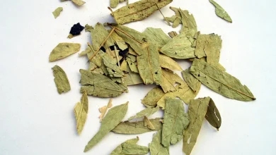 أسرار فوائد عشبة السنامكي وأخذ الاحتياط عند تناولها