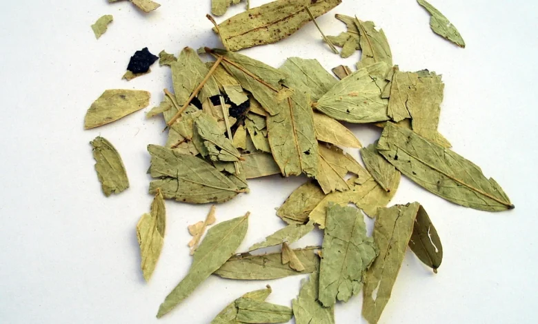 أسرار فوائد عشبة السنامكي وأخذ الاحتياط عند تناولها