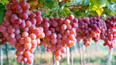 فوائد العنب الأحمر واستخدامه كمضاد للأكسدة