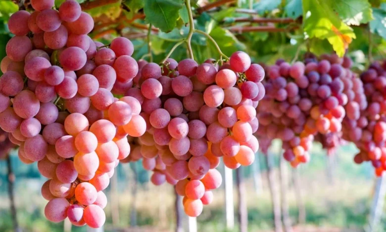فوائد العنب الأحمر واستخدامه كمضاد للأكسدة