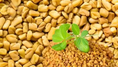 فوائد وأضرار الحلبة