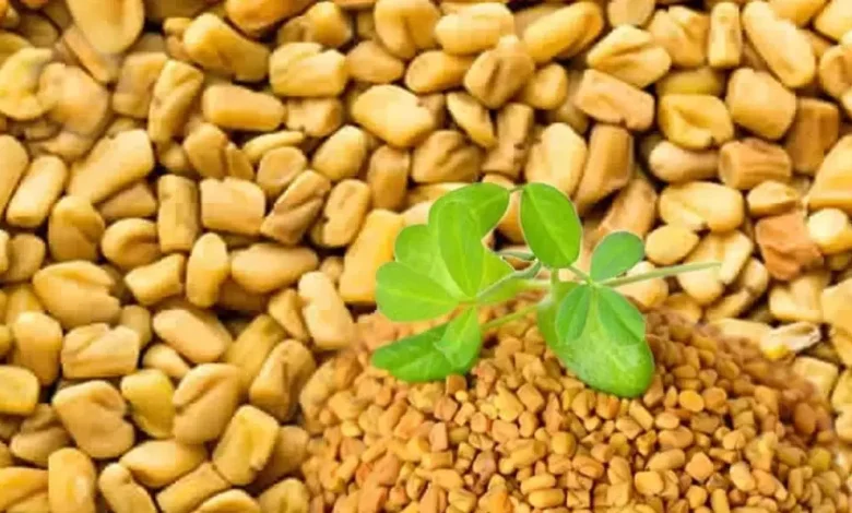 فوائد وأضرار الحلبة