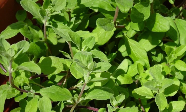 القيم الغذائية للبردقوش