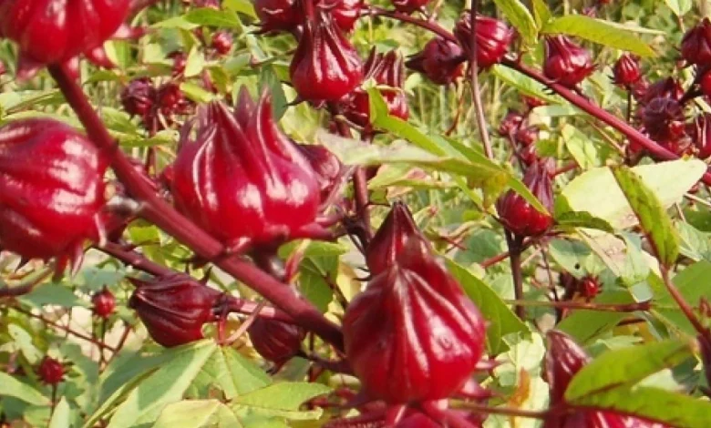 فوائد الكركديه لارتفاع ضغط الدم وخفض الكوليسترول والوقاية من أمراض الكبد