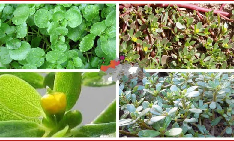 القيم الغذائية لنبات الرجلة