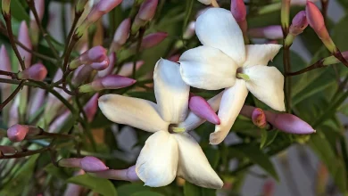 صور خلفيات ورود الياسمين