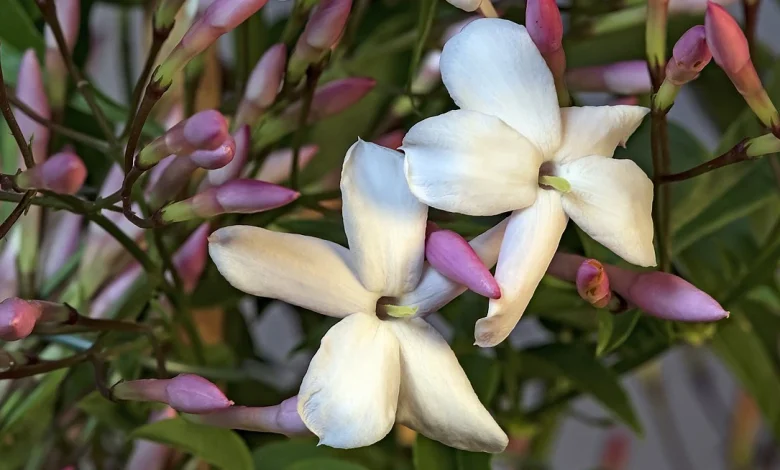 صور خلفيات ورود الياسمين