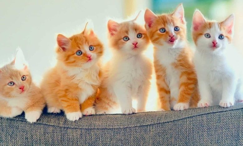 اجمل أسماء قطط كيوت ذكور واناث