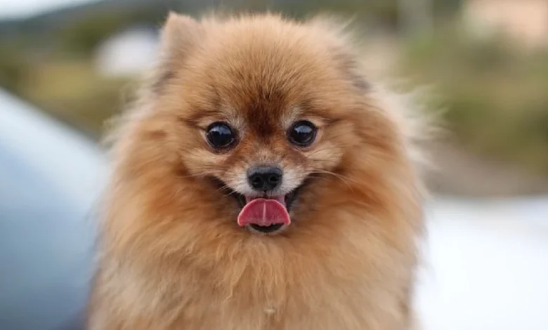 أسماء كلاب ذكور واناث ومعانيها