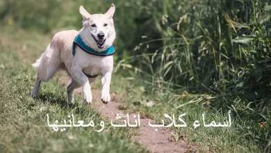 أسماء كلاب اناث ومعانيها