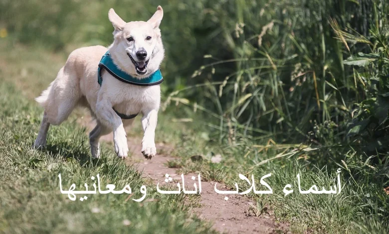 أسماء كلاب اناث ومعانيها