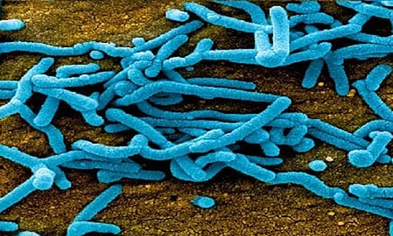 فيروس ماربورغ