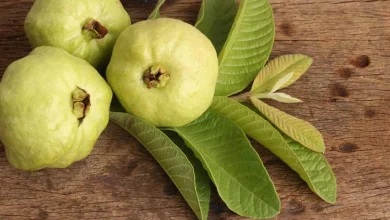 فوائد ورق الجوافة للشعر