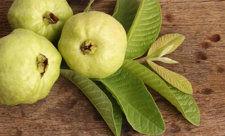 فوائد ورق الجوافة للشعر