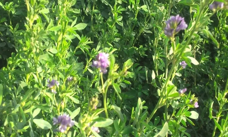 فوائد البرسيم