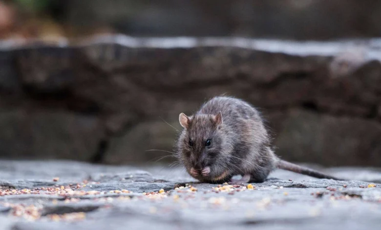  مرض فيروس هانتا