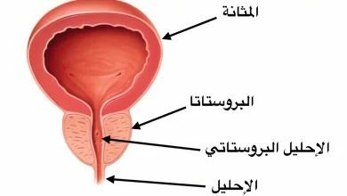 غدة البروستات