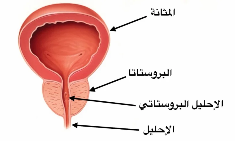 غدة البروستات