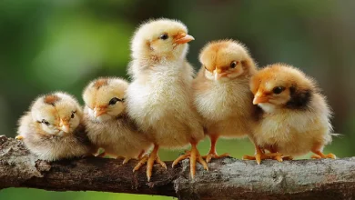 اسماء صغار الحيوانات ومعلومات لاتعرفها عن الحيوانات