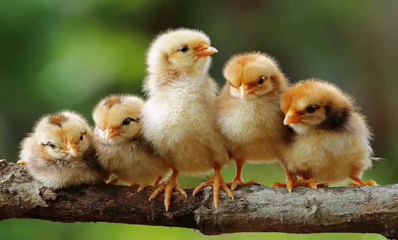 اسماء صغار الحيوانات ومعلومات لاتعرفها عن الحيوانات