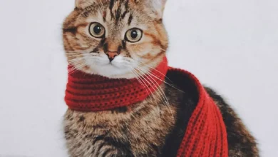 اسماء قطط اناث فرنسية