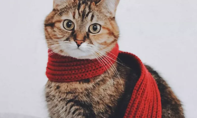 اسماء قطط اناث فرنسية