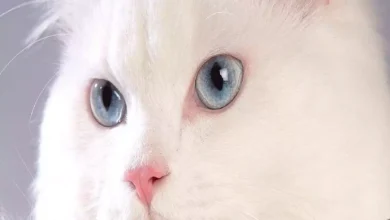 اسماء قطط بالانجليزي 2022