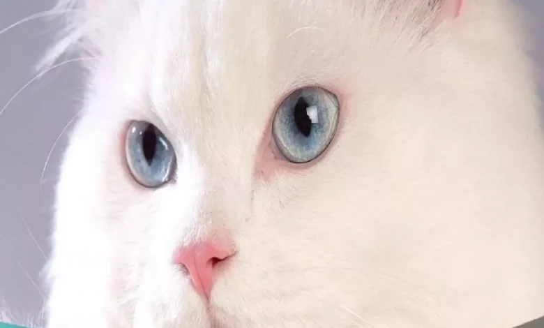 اسماء قطط بالانجليزي 2022