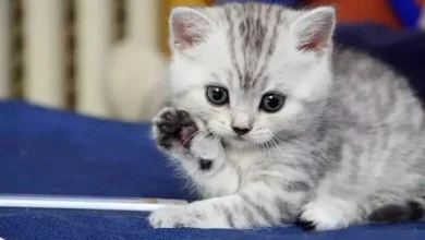 اسماء قطط عربية ذكور واناث