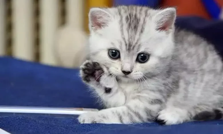 اسماء قطط عربية ذكور واناث