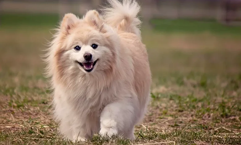 اسماء كلاب انثى بالعربي ومعانيها