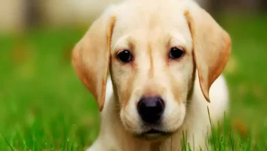 اسماء كلاب سهله