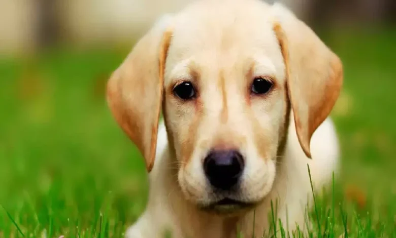 اسماء كلاب سهله