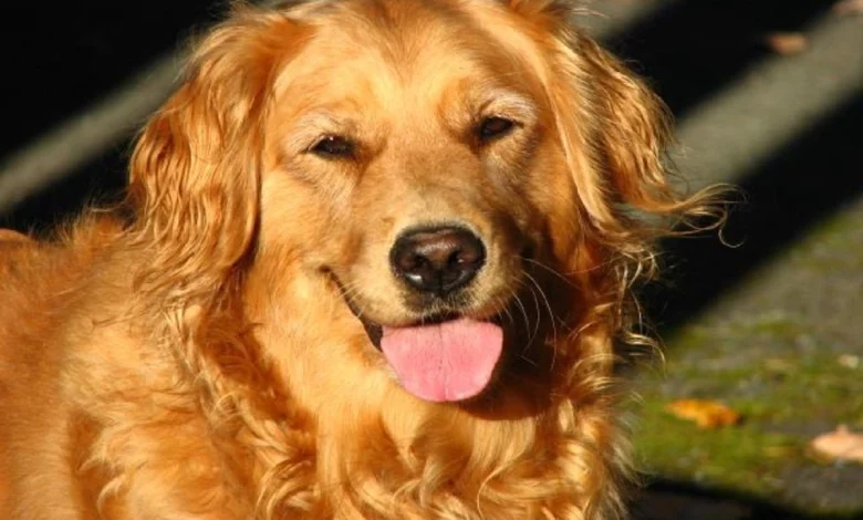 اسماء كلاب عربية ومعانيها 2022