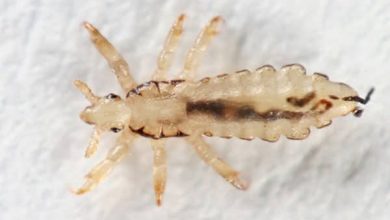 رؤية القمل في المنام