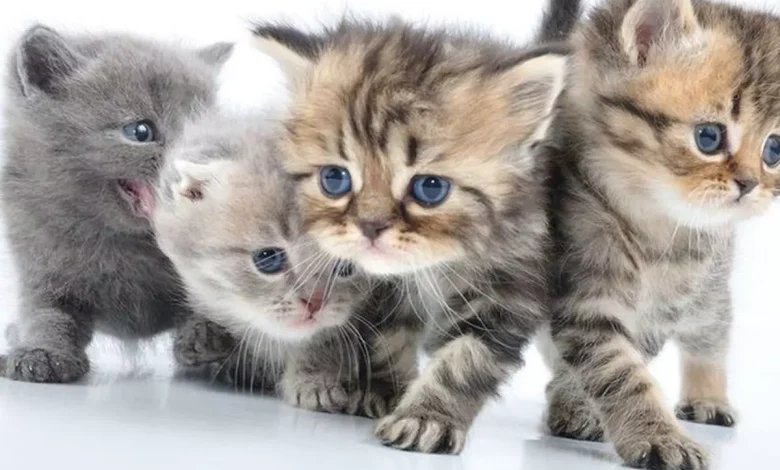 لماذا تختفي القطط يوم عيد الاضحى