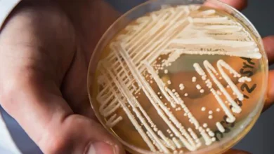 معلومات عن الجراثيم