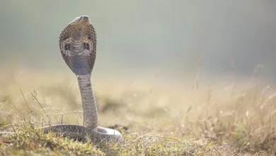 تفسير رؤية الثعبان في المنام