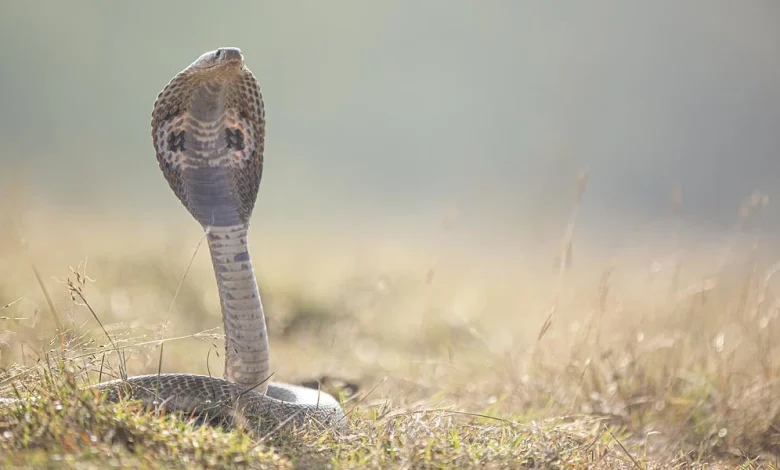 تفسير رؤية الثعبان في المنام