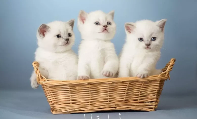 اسماء قطط ملكية
