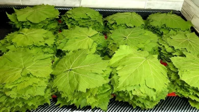 طريقة تخزين ورق العنب