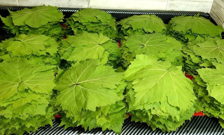 طريقة تخزين ورق العنب