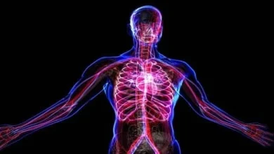 أجزاء الجسم في اللغة الإنجليزية