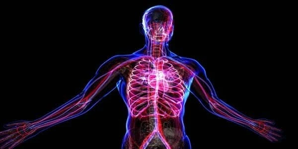 أجزاء الجسم في اللغة الإنجليزية