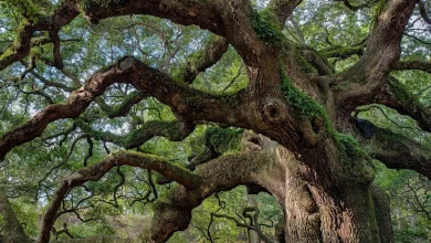 أغرب شجرة في العالم