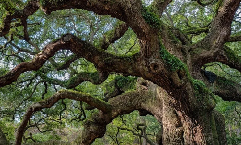 أغرب شجرة في العالم