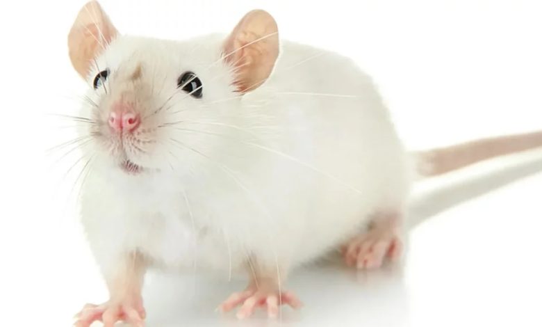 تفسير حلم الفار الابيض